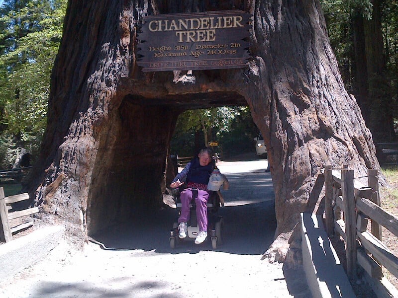 Betty Betty driving through the Chandelier Tree
