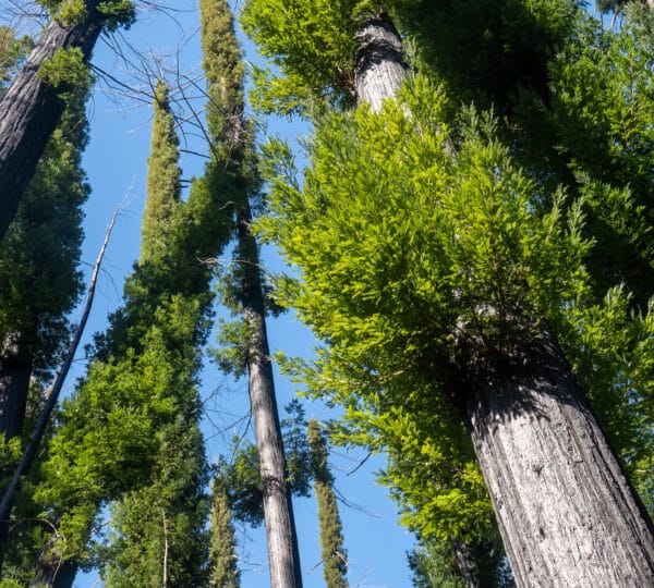 Post-fire Big Basin a “forest of hope”
