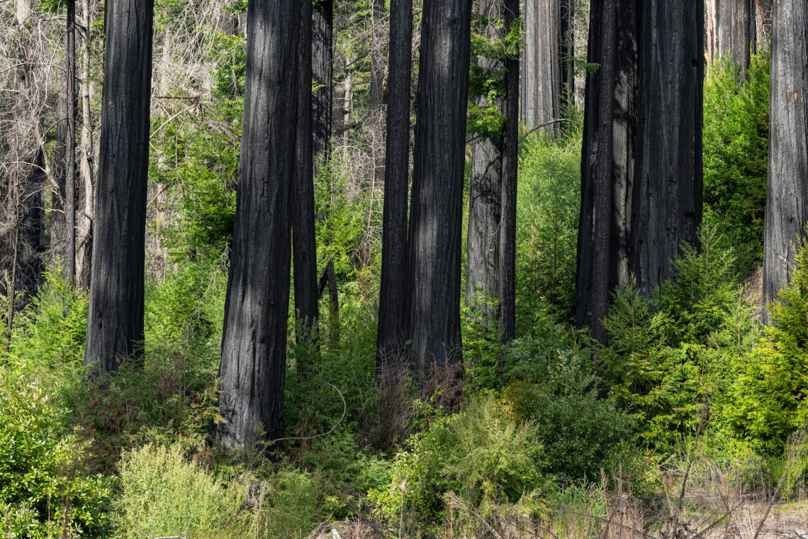 New redwood growth after wildfire damage