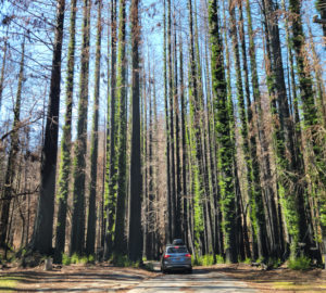 Second-growth coast redwoods regenerating after fire.