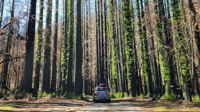 Second-growth coast redwoods regenerating after fire.