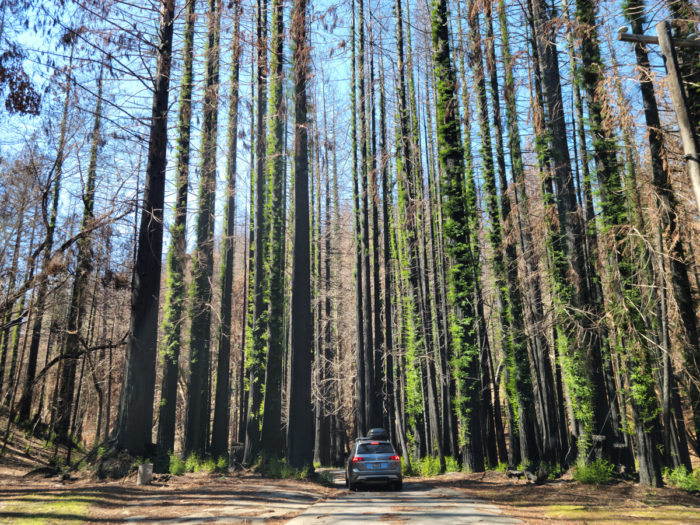 Second-growth coast redwoods regenerating after fire.