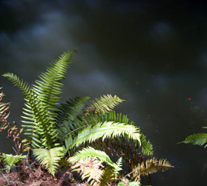 Some sword ferns grow right along creek edge to get maximum water and sunlight.