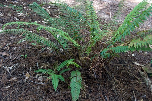 A young sword fern grows in the shadow of a larger fern above it.