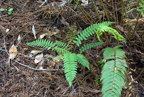Sword fern fronds at Big Basin are smaller on average than sword fern fronds in many other coast redwood forests.