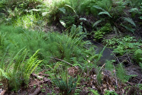 Young sword fern fronds emerge along Opal Creek in the springtime.