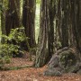 Big Basin Redwoods State Park. Photo by Peter Buranzon