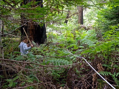 At the Big Creek Natural Reserve, Chris Rico prepares to measure ferns in the understory.
