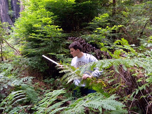 Chris Rico measures the length of a Giant Chain Fern frond near the plot to compare to sword fern.