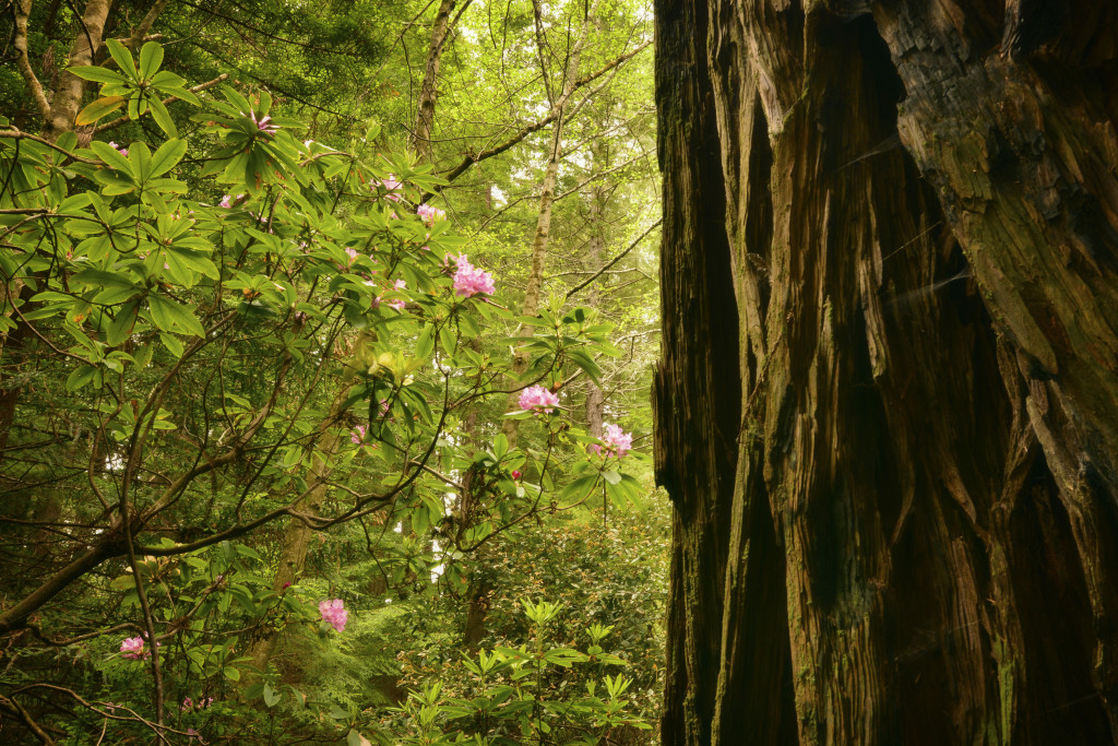 Big River-Mendocino beautiful forest