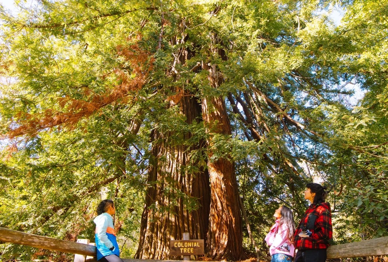 Three women look up at a coast redwood tree behind a short wooden fence