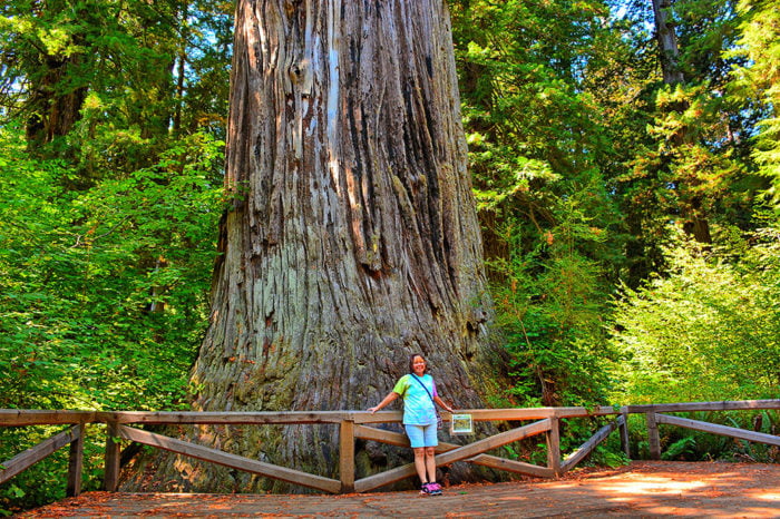 Big Tree at Prairie Creek State Park