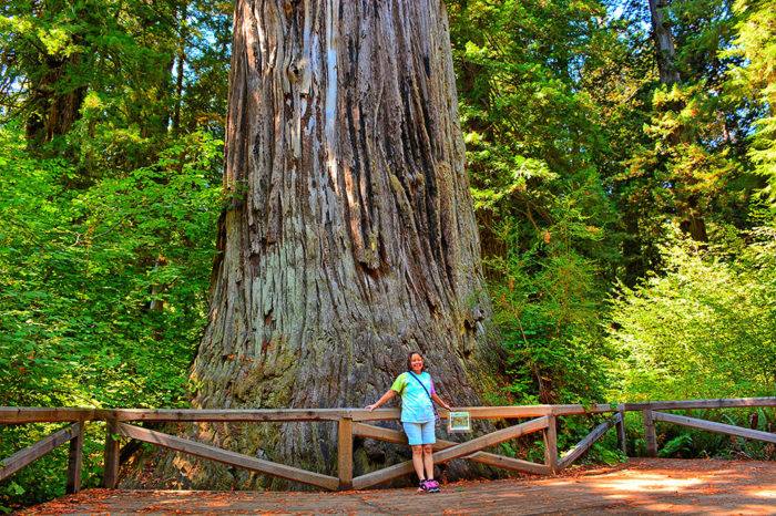 Big Tree at Prairie Creek State Park