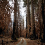 A forest road surrounded by burned redwood trees