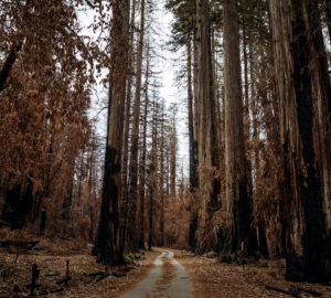 A forest road surrounded by burned redwood trees