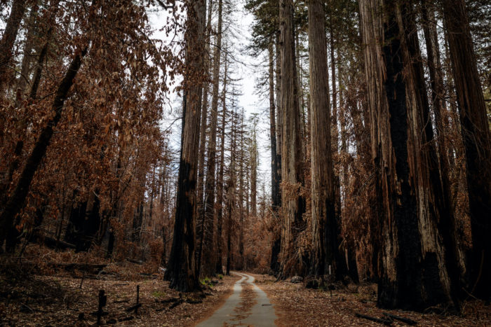 Signs of regrowth appear eight months after the 2020 CZU Lightning Complex fire scorched 97% of coast redwoods in Big Basin, California's first state park.