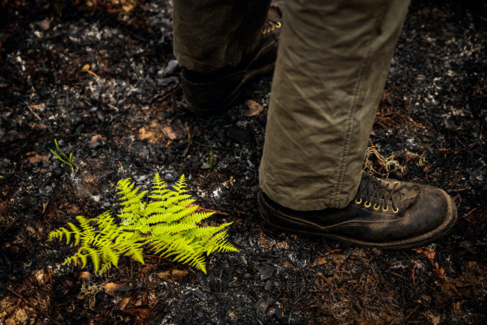 Eight months after the 2020 CZU Lightning Complex fire destroyed 97% of Big Basin, California's first state park.