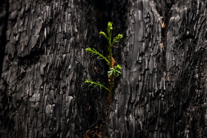Signs of regrowth appear eight months after the 2020 CZU Lightning Complex fire scorched 97% of coast redwoods in Big Basin, California's first state park.