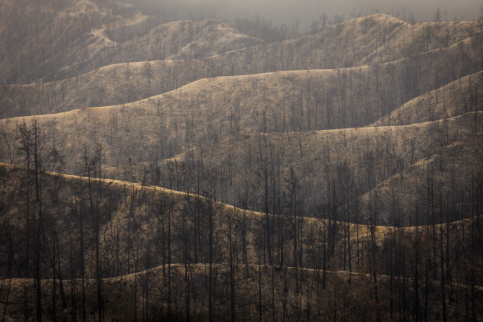 Signs of regrowth appear eight months after the 2020 CZU Lightning Complex fire scorched 97% of coast redwoods in Big Basin, California's first state park.