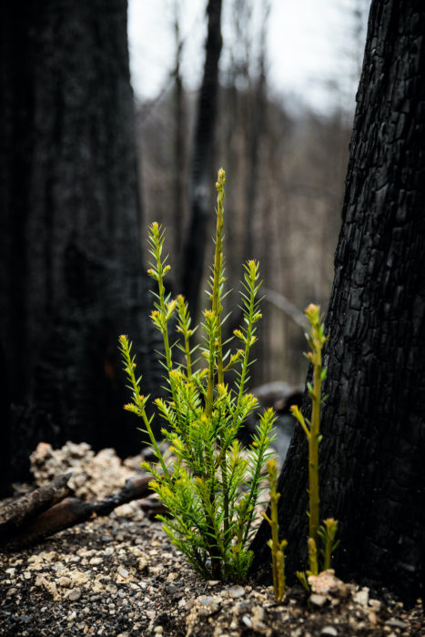 Signs of regrowth appear eight months after the 2020 CZU Lightning Complex fire scorched 97% of coast redwoods in Big Basin, California's first state park.