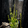 BigBasin042221_018