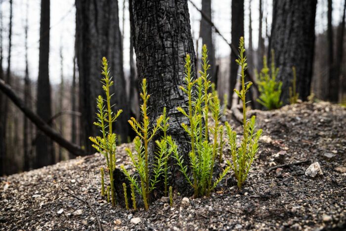 New growth on burned redwood trees