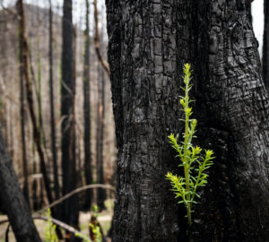 A bright green sprout growing from the base of a dark burned tree trunk