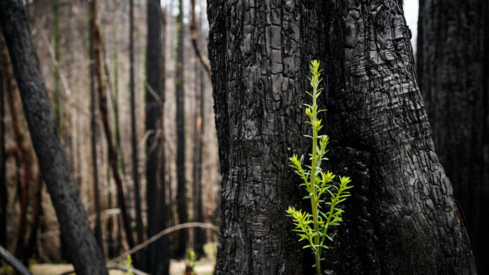 A bright green sprout growing from the base of a dark burned tree trunk