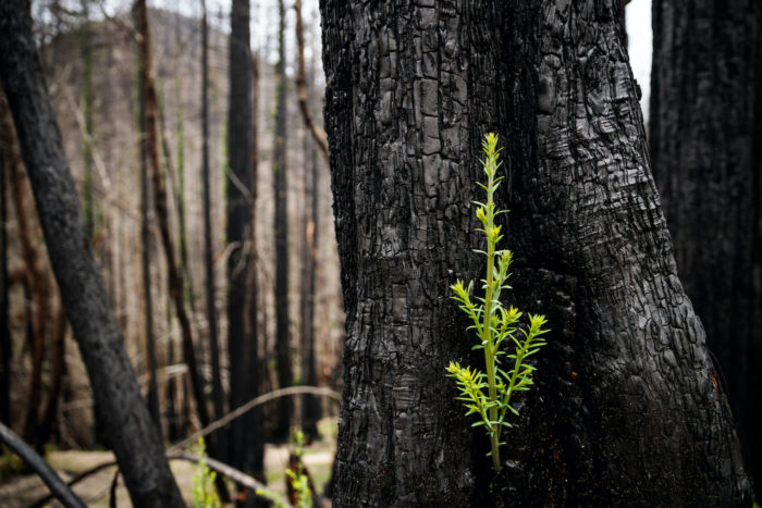 Signs of regrowth appear eight months after the 2020 CZU Lightning Complex fire scorched 97% of coast redwoods in Big Basin, California's first state park.