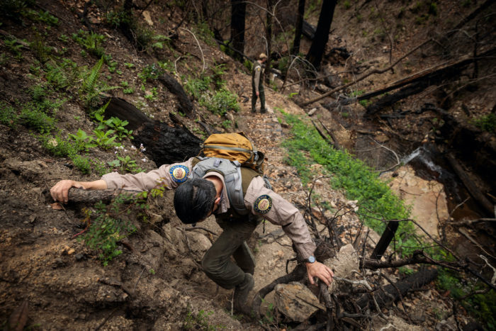 Eight months after the 2020 CZU Lightning Complex fire destroyed 97% of Big Basin, California's first state park.