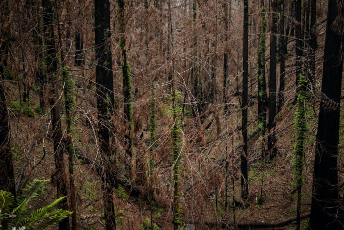 Signs of regrowth appear eight months after the 2020 CZU Lightning Complex fire scorched 97% of coast redwoods in Big Basin, California's first state park.