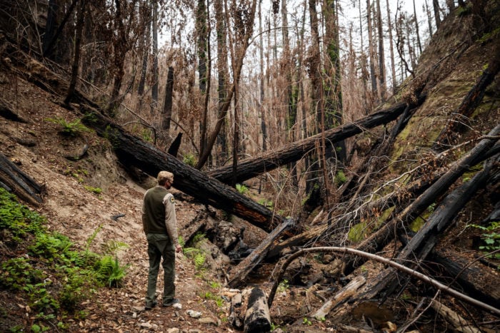 Signs of regrowth appear eight months after the 2020 CZU Lightning Complex fire scorched 97% of coast redwoods in Big Basin, California's first state park.