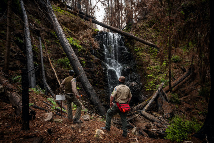 Signs of regrowth appear eight months after the 2020 CZU Lightning Complex fire scorched 97% of coast redwoods in Big Basin, California's first state park.