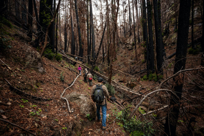 Signs of regrowth appear eight months after the 2020 CZU Lightning Complex fire scorched 97% of coast redwoods in Big Basin, California's first state park.