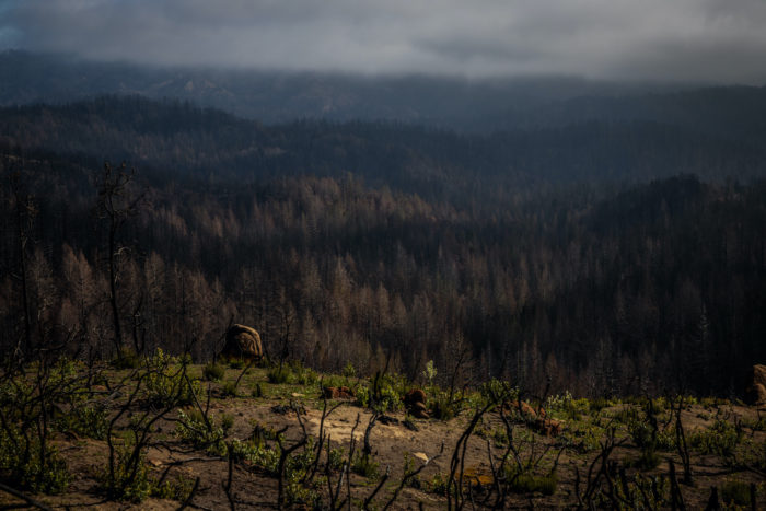 Signs of regrowth appear eight months after the 2020 CZU Lightning Complex fire scorched 97% of coast redwoods in Big Basin, California's first state park.