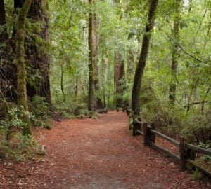 Tips for summer journeys to the redwoods