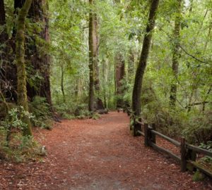 A wide visitors trail in Big Basin Redwoods State Park. Photo by Peter C. Buranzon.