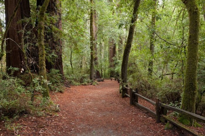 A wide visitors trail in Big Basin Redwoods State Park. Photo by Peter C. Buranzon.