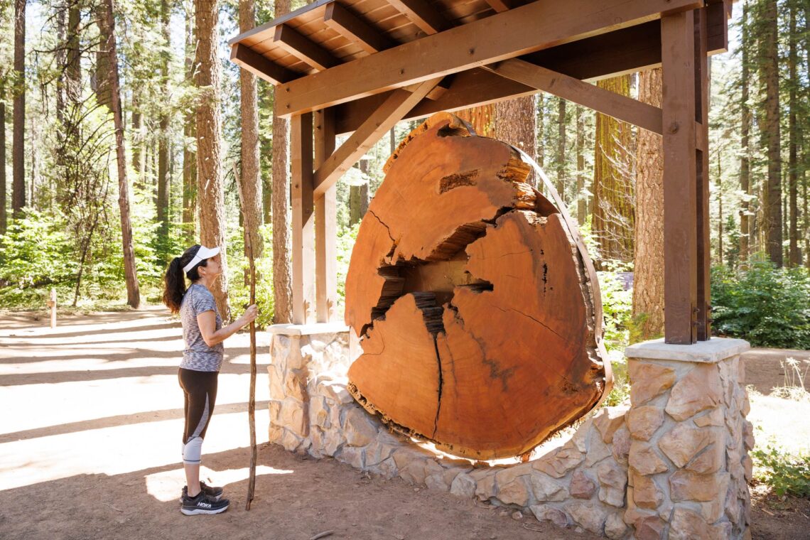 woman examining tree cookie exhibit