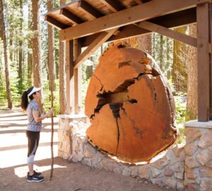 woman examining tree cookie exhibit