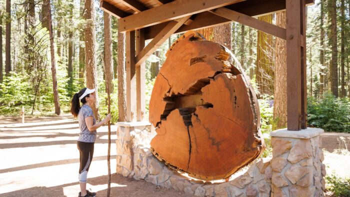 woman examining tree cookie exhibit