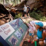 A woman and a little girl reading an interpretive panel about the Pioneer Cabin Tree