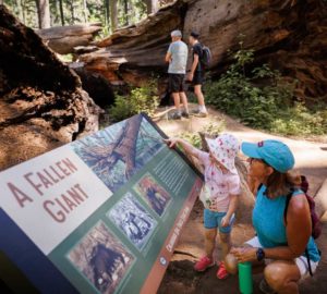 A woman and a little girl reading an interpretive panel about the Pioneer Cabin Tree