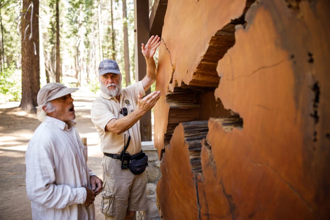 Two men standing next to a cross-section of the Pioneer Cabin Tree that is much taller than them.