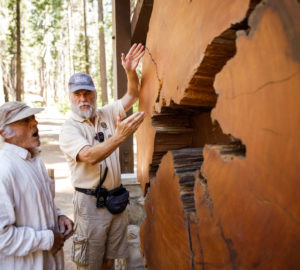 New Pioneer’s Cabin Tree display at Calaveras Big Trees State Park
