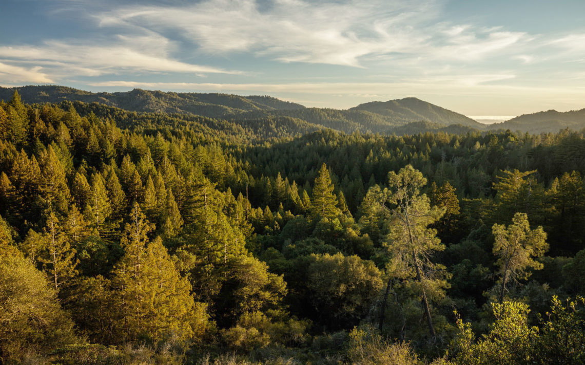 Aerial view of a redwood landscape