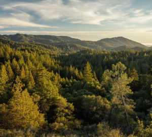 Big Basin State Park before it was devestated by wildfire.