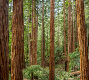 Big basin redwoods state park