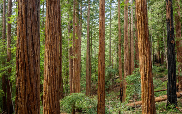 Big basin redwoods state park