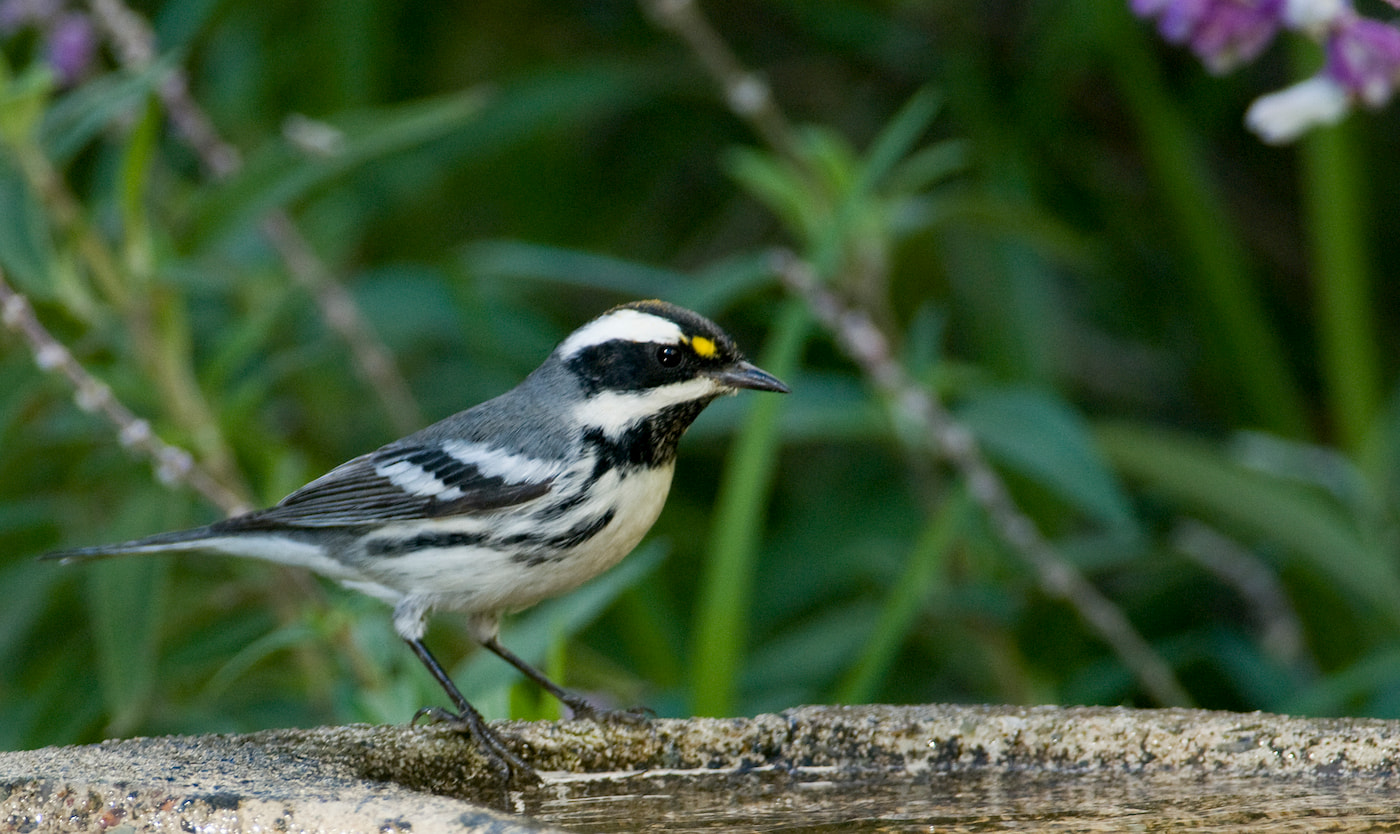 Black-throated gray warbler. Photo by Matt "Smooth-Tooth" Knoth.